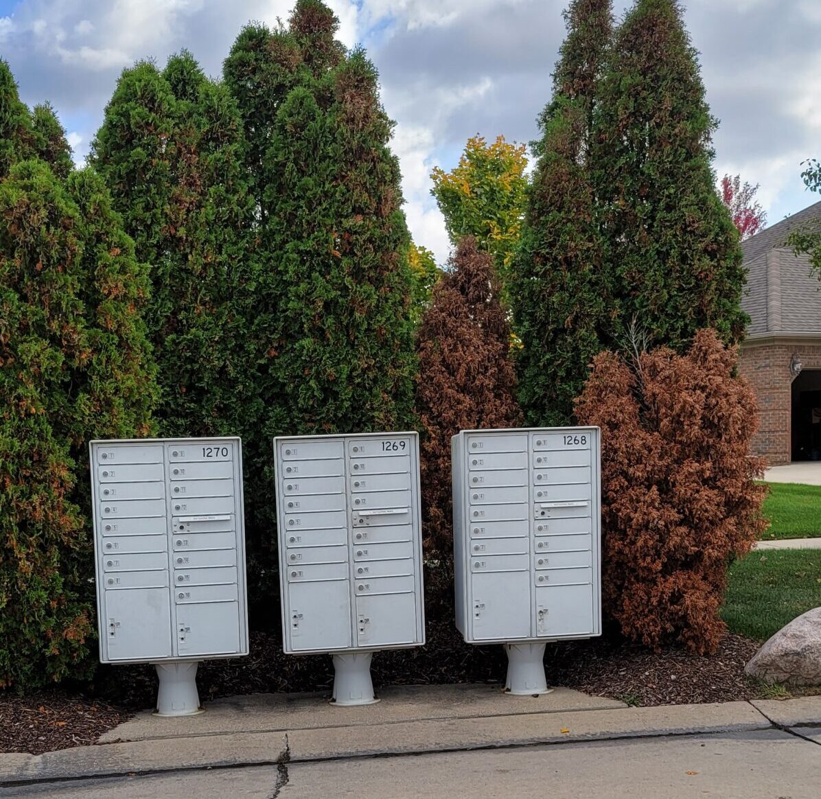 Read more about the article Shrub trim & replace at mailboxes